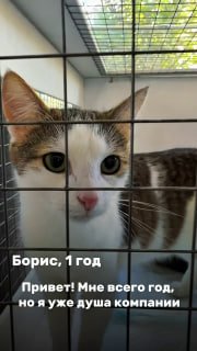 Пушистики ждут тебя на фестивале